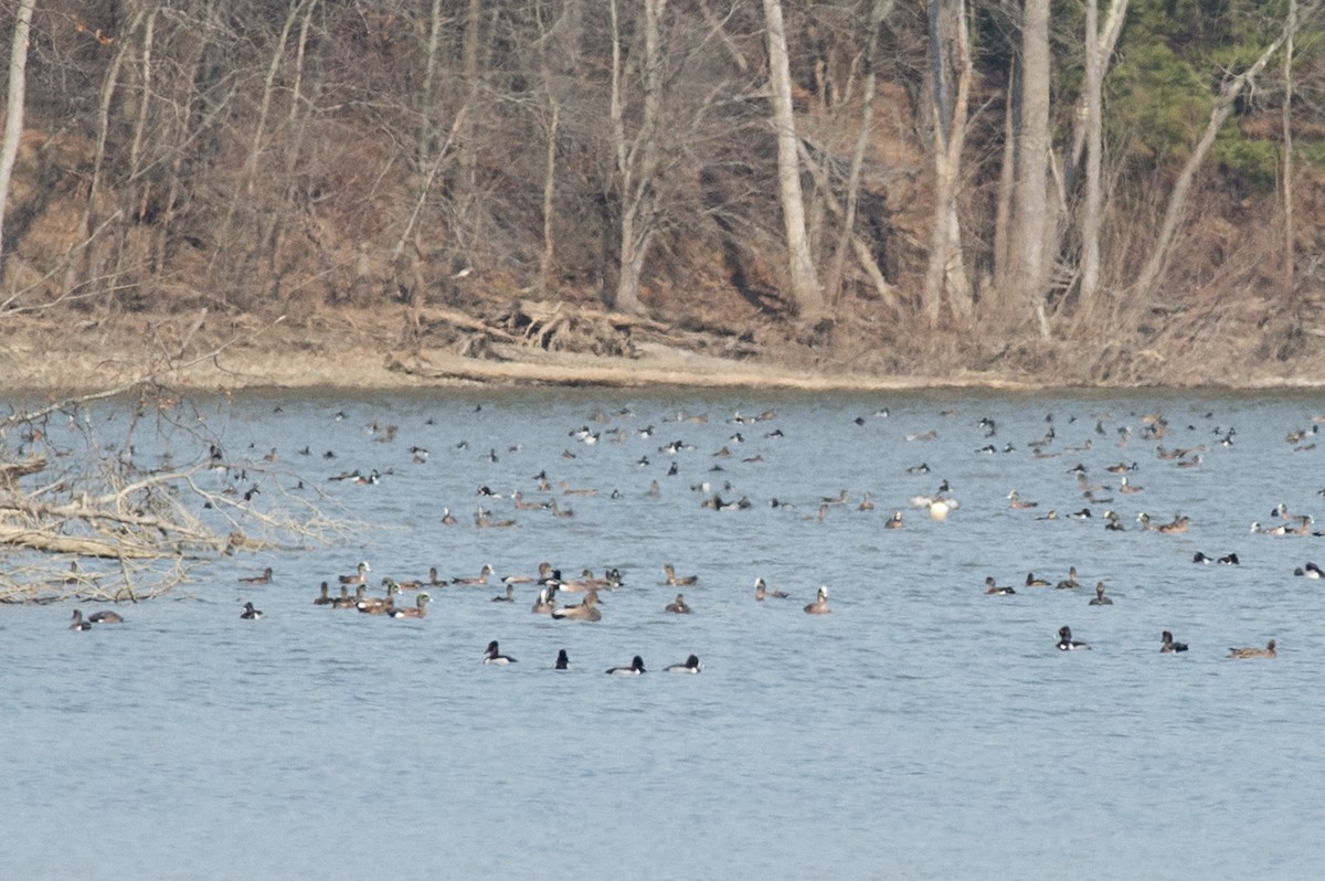 Ring-necked Duck - ML422737601