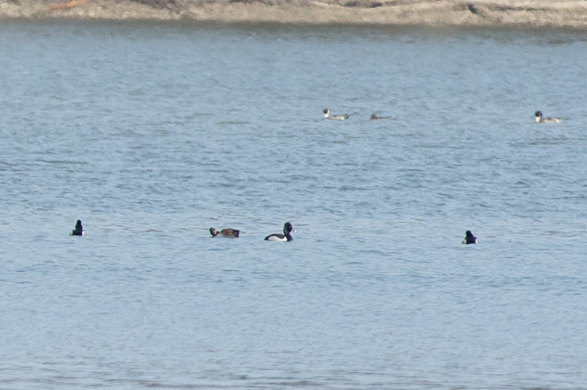 Ring-necked Duck - Michael Barath