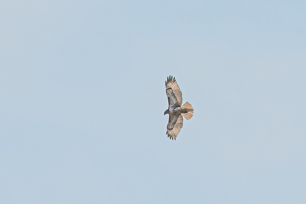 Red-tailed Hawk - Michael Barath