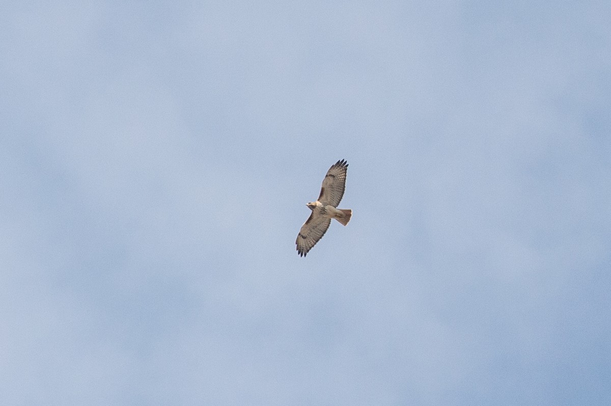 Red-tailed Hawk - Michael Barath