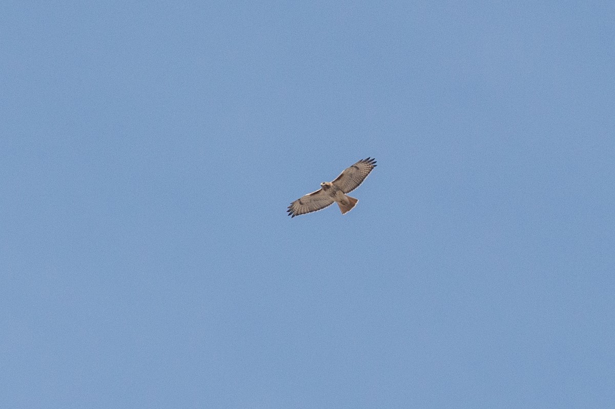 Red-tailed Hawk - Michael Barath