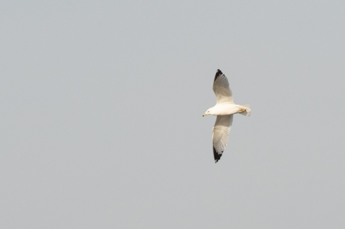 Ring-billed Gull - ML422737951