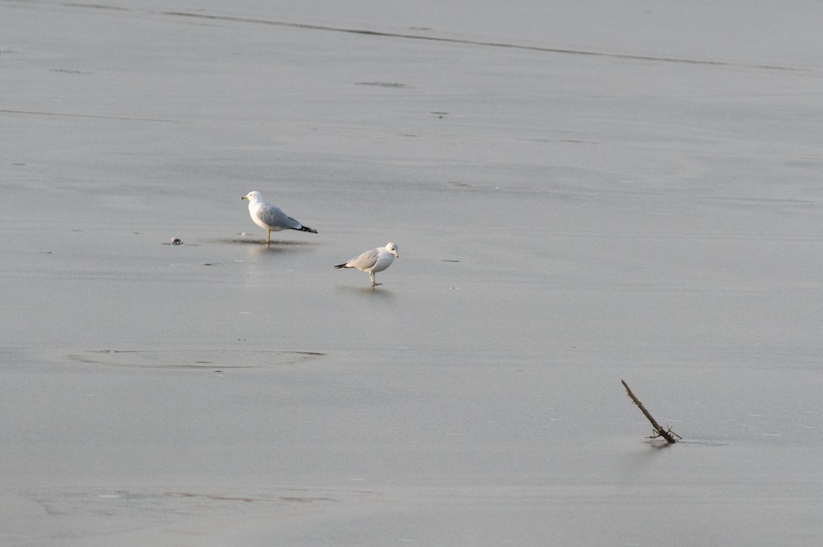 Ring-billed Gull - ML422737961