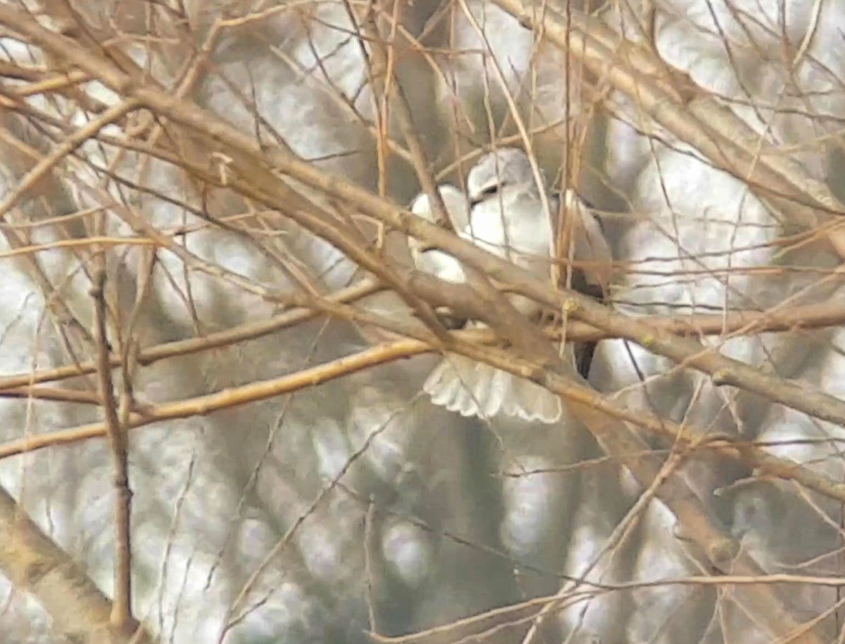 Black-winged Kite - ML422738351