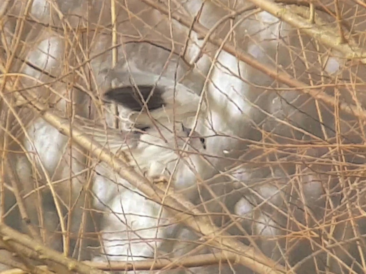 Black-winged Kite - ML422738381