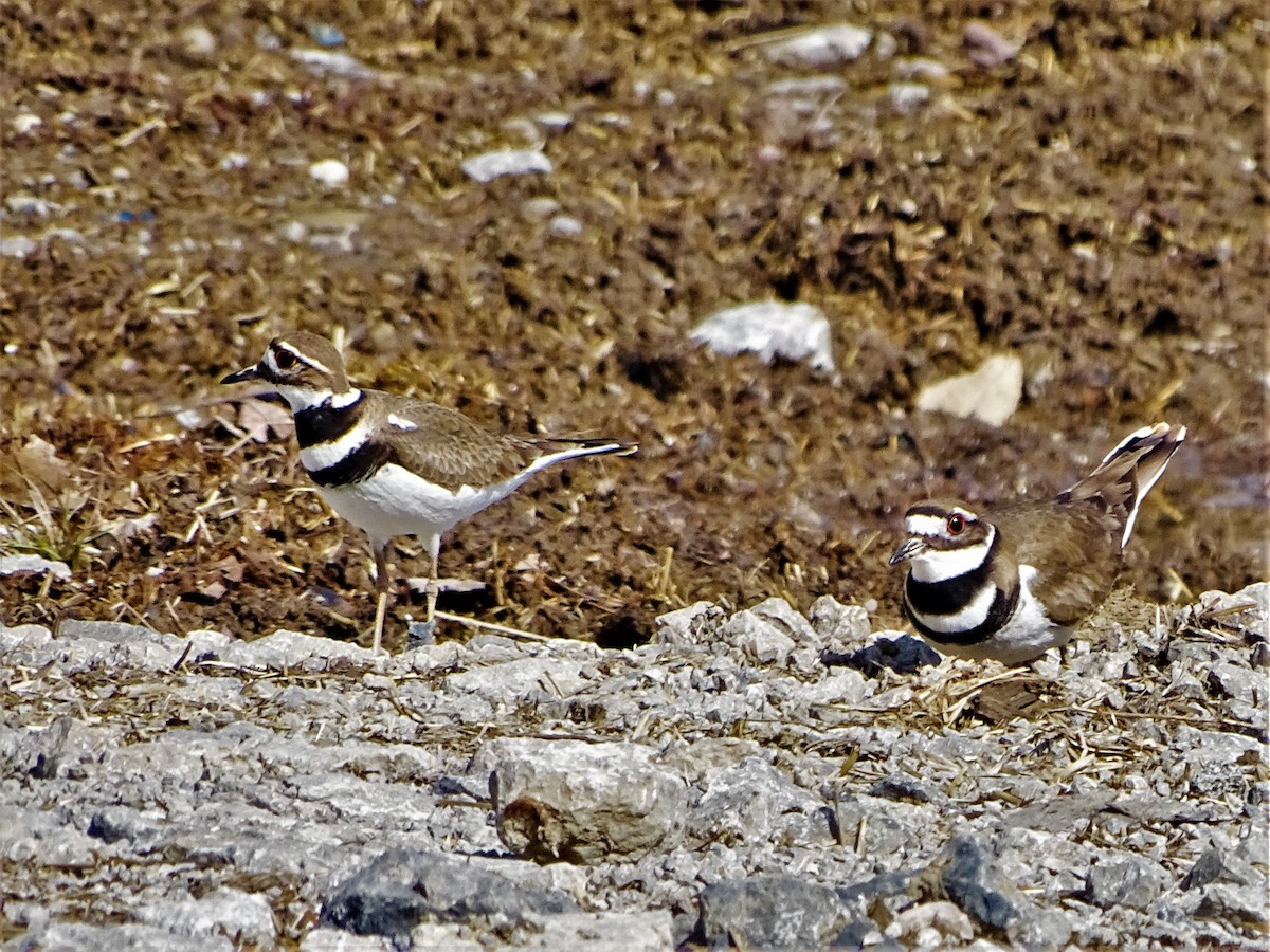 Killdeer - ML422739651