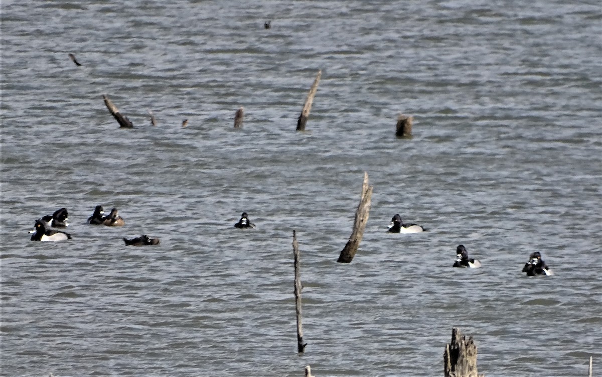 Ring-necked Duck - ML422739981