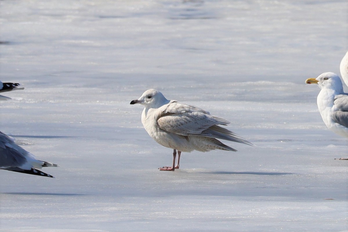 Iceland Gull - ML422740101