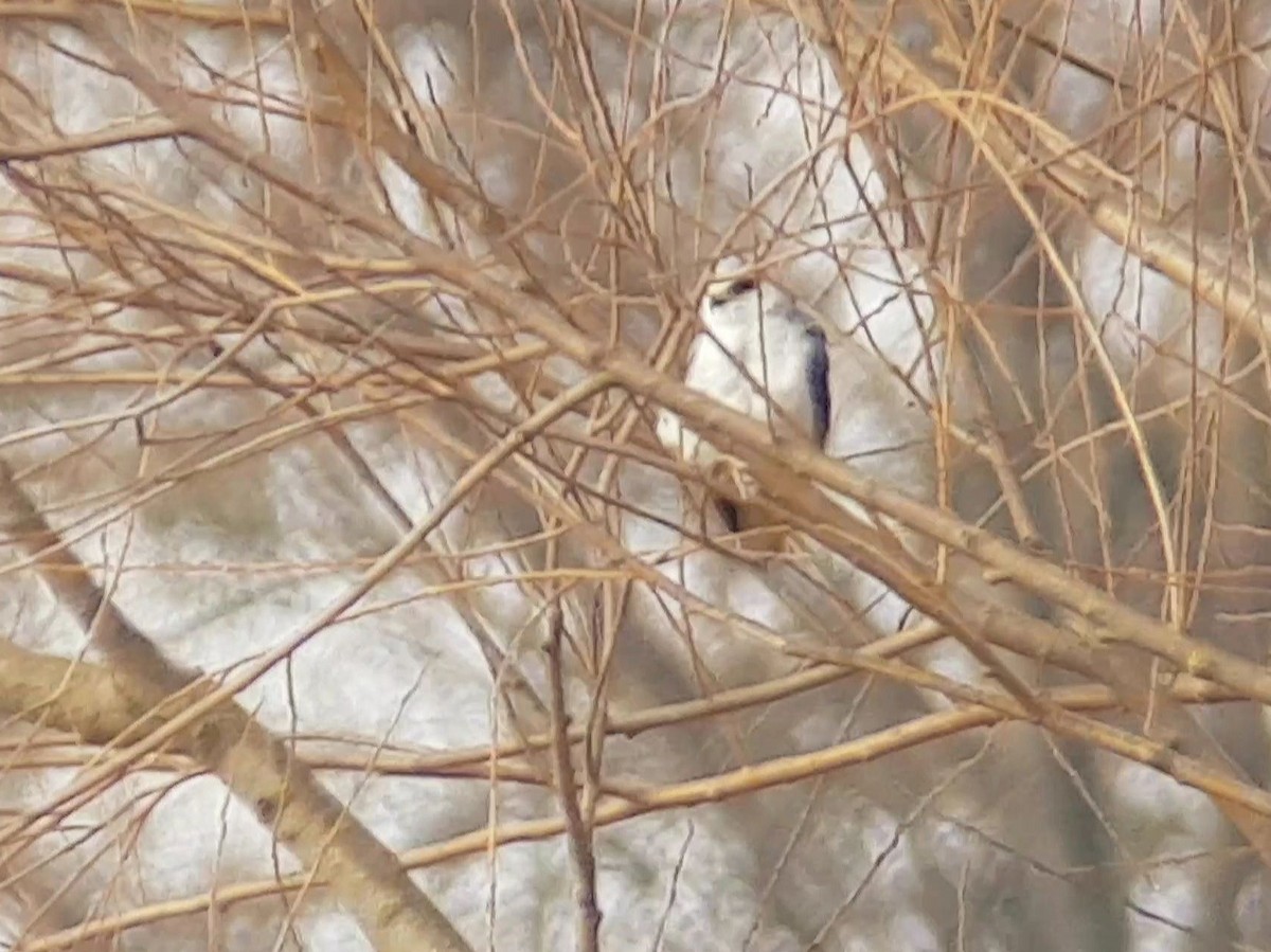 Black-winged Kite - ML422740141