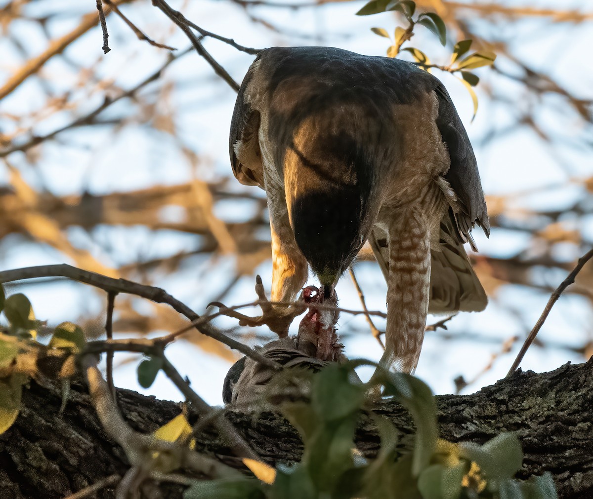 Cooper's Hawk - ML422740221