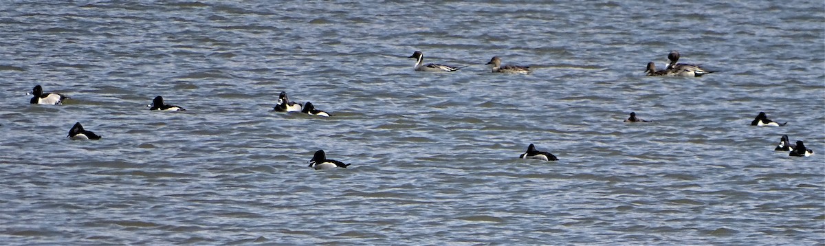 Northern Pintail - ML422740271