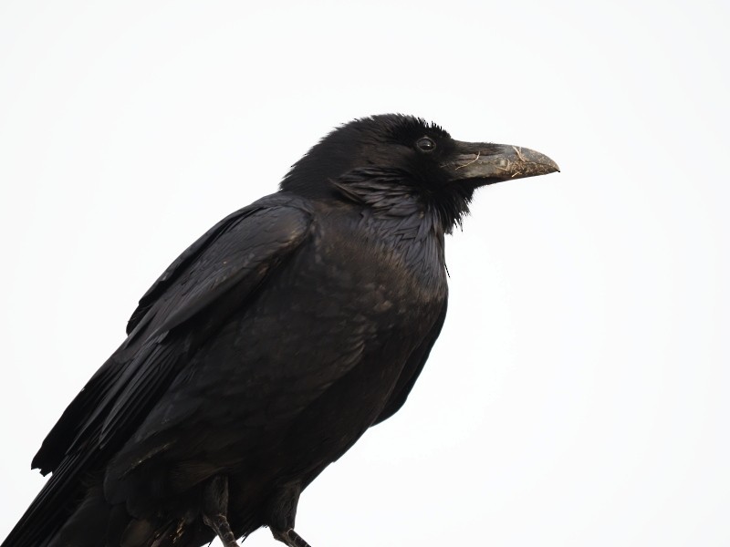 Common Raven - ML422740621