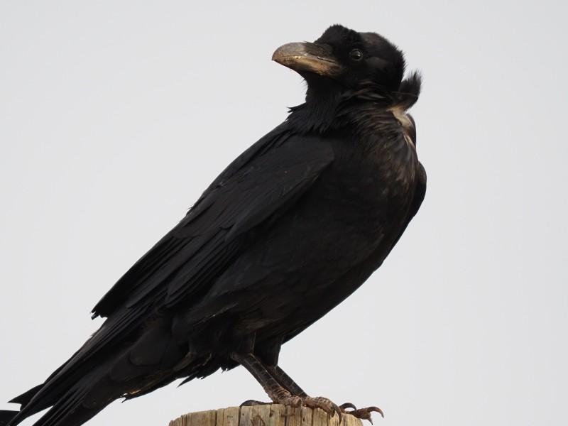 Common Raven - ML422740631