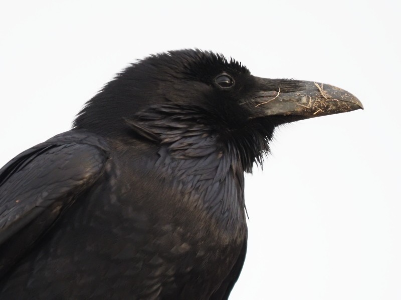 Common Raven - ML422740641