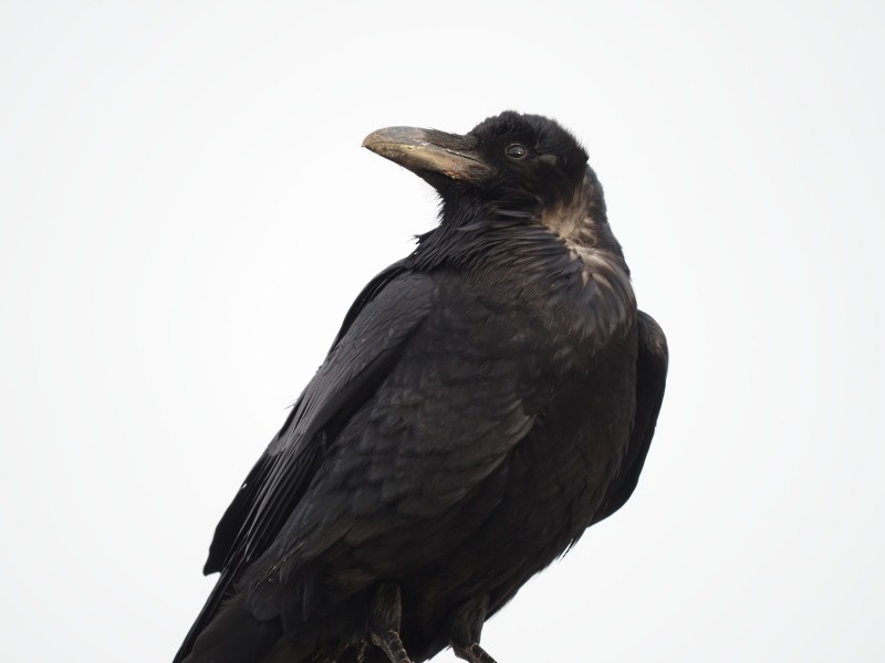 Common Raven - ML422740651