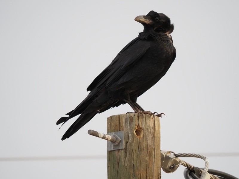 Common Raven - ML422740661