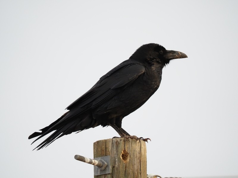 Common Raven - ML422740671