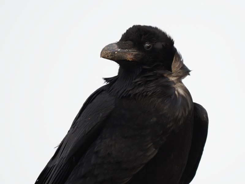 Common Raven - ML422740721