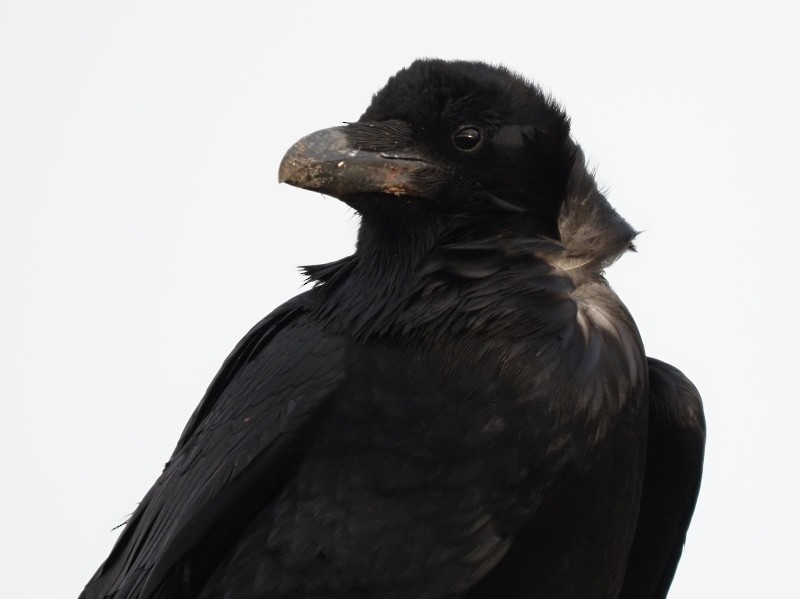 Common Raven - ML422740731