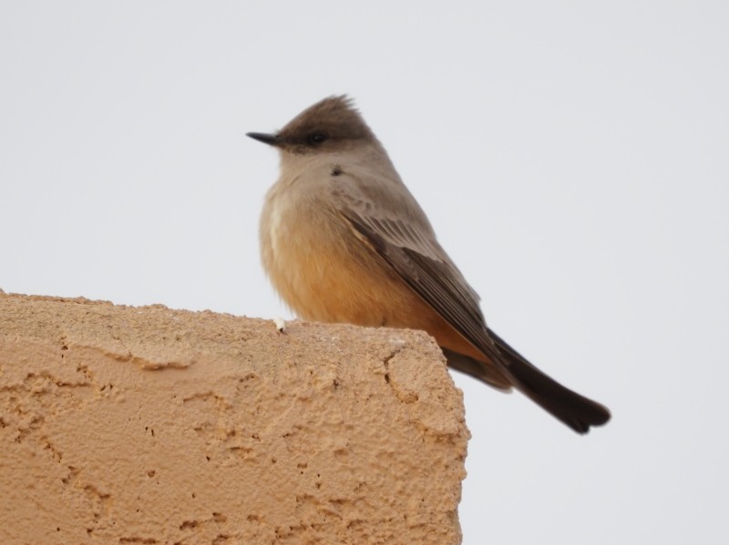 Say's Phoebe - ML422740841