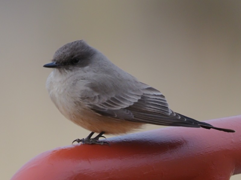 Say's Phoebe - ML422740851