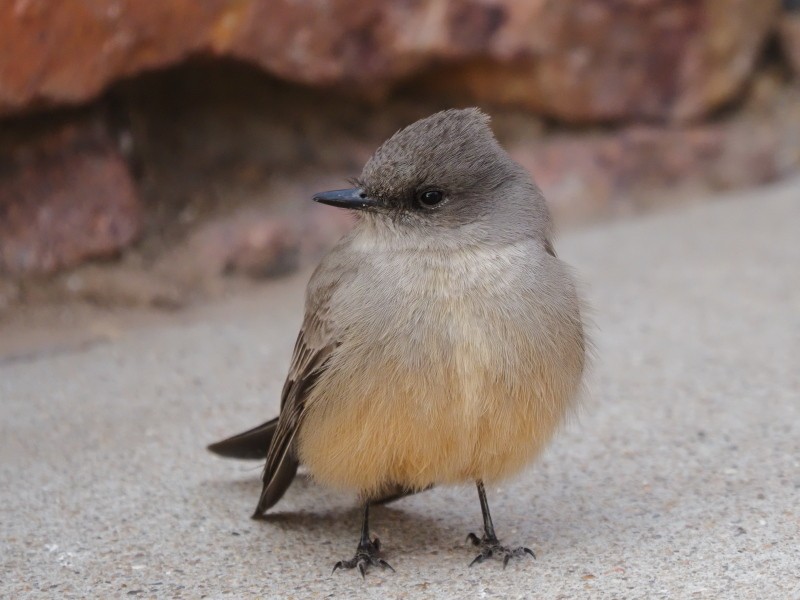 Say's Phoebe - ML422740861