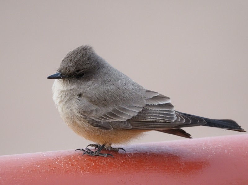 Say's Phoebe - ML422740871