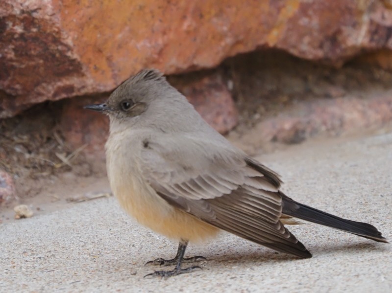 Say's Phoebe - ML422740881