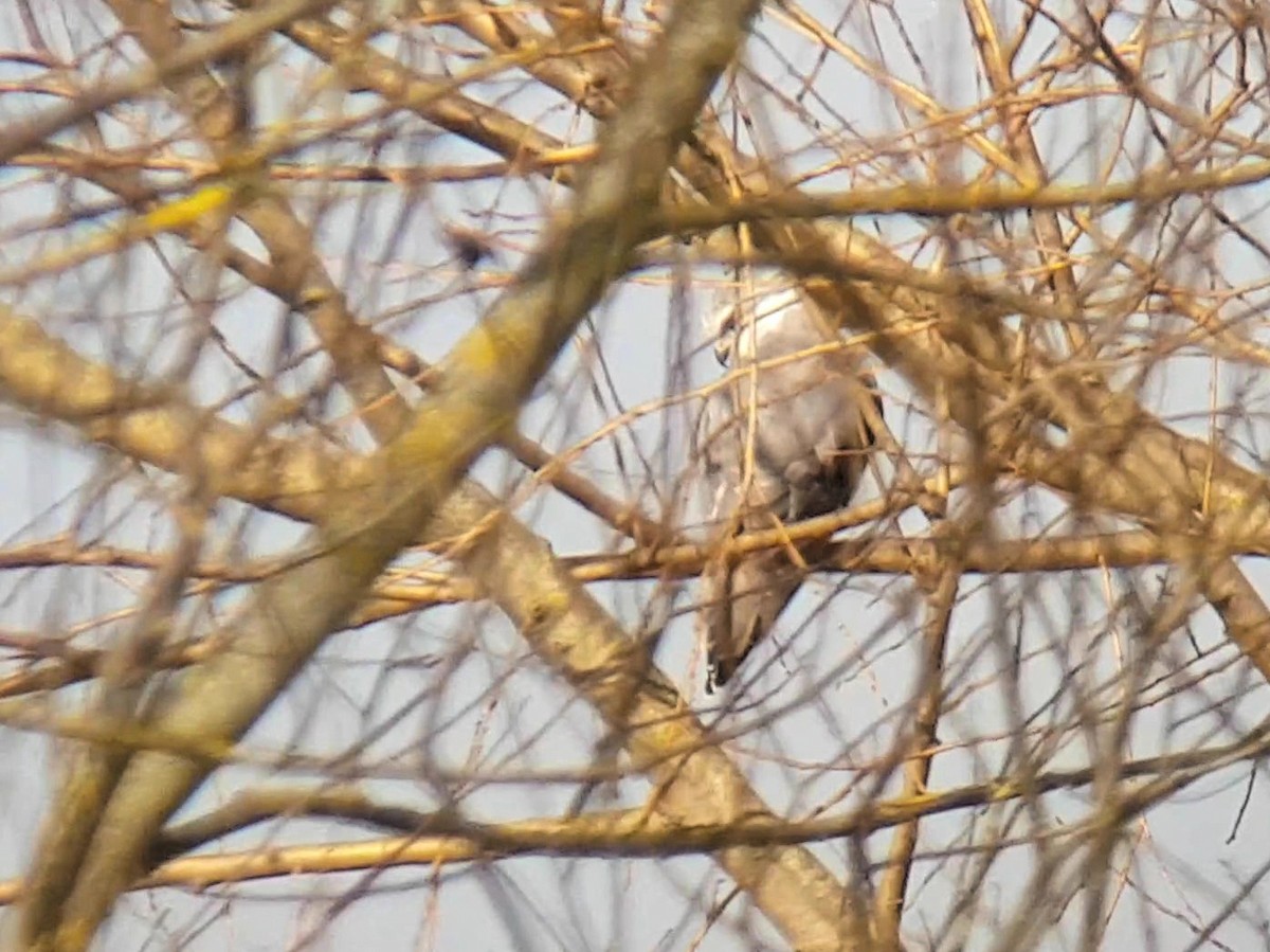 Black-winged Kite - ML422741021