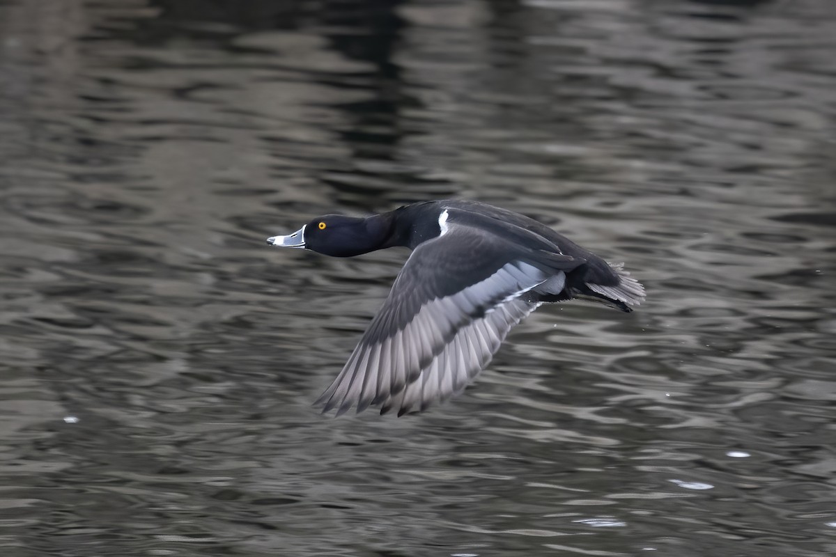 Ring-necked Duck - Cody Bassindale