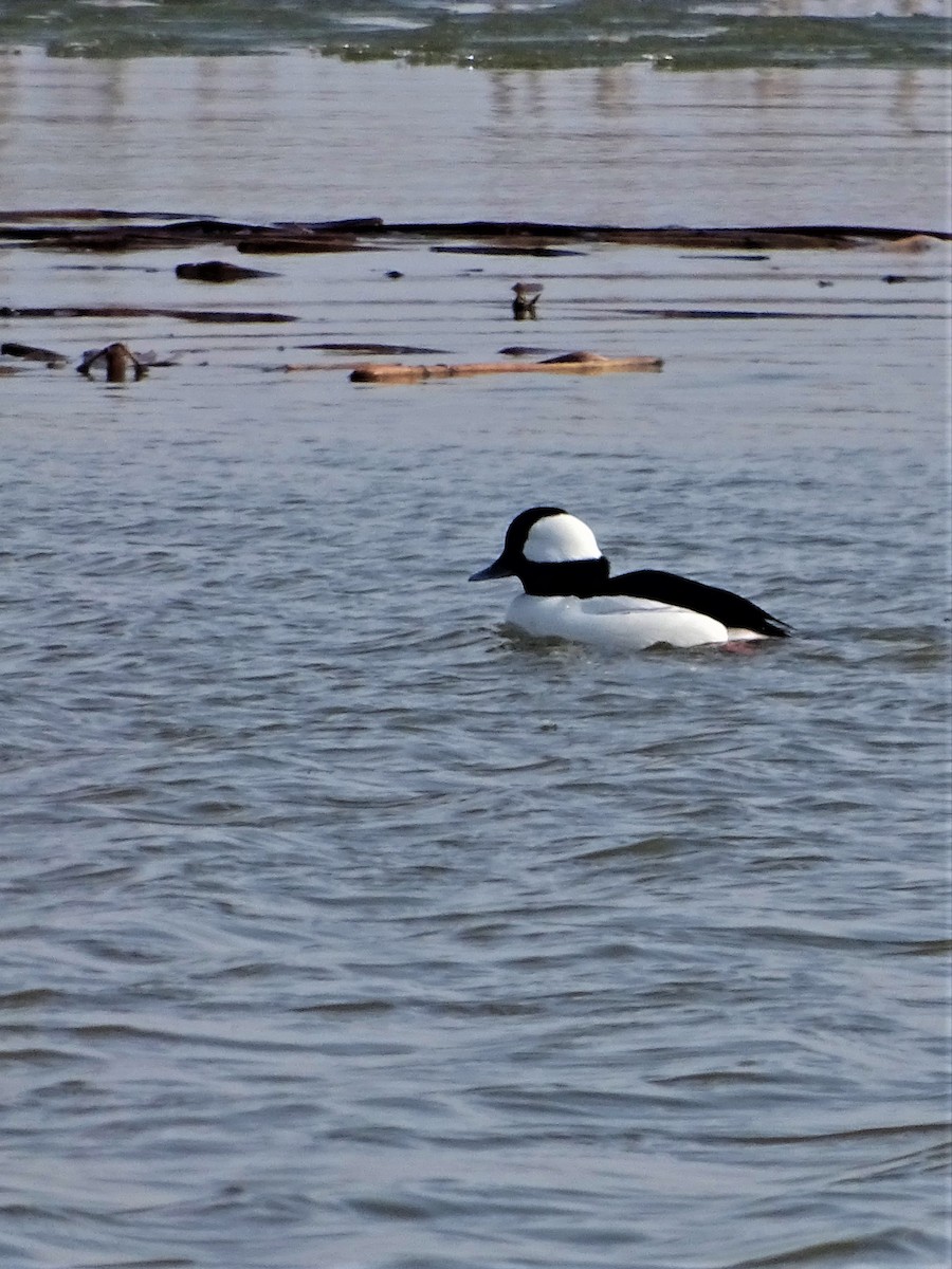 Bufflehead - ML422743581