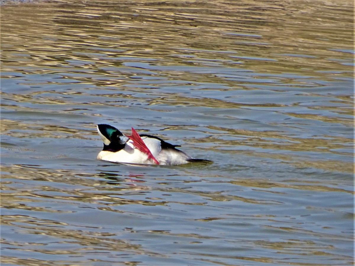 Bufflehead - ML422744081