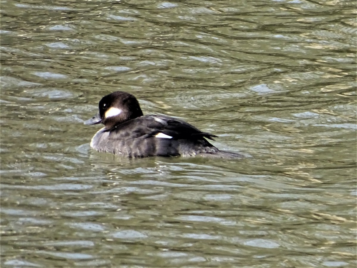 Bufflehead - ML422744111