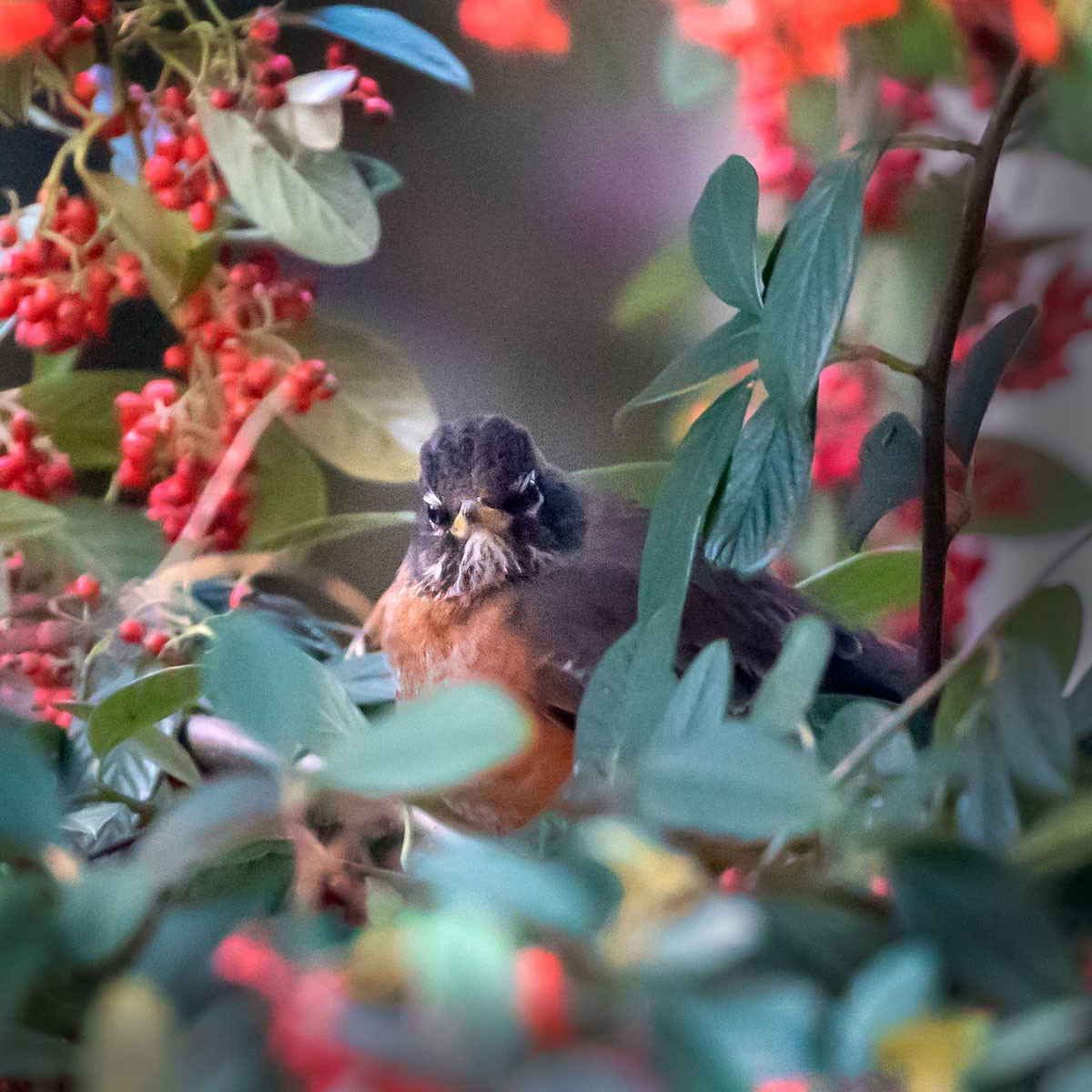 American Robin - Justin Ede