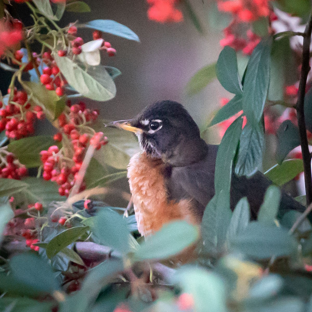 American Robin - ML422744421