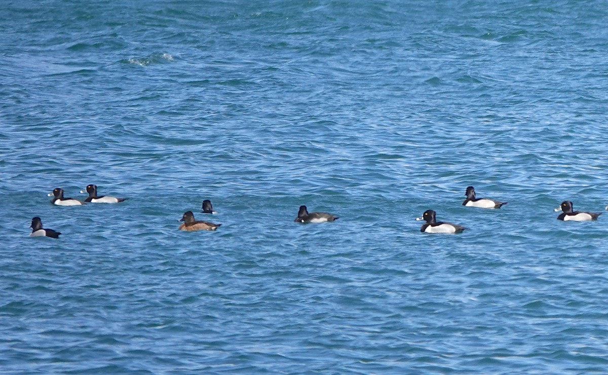Ring-necked Duck - Mary Kvasnic