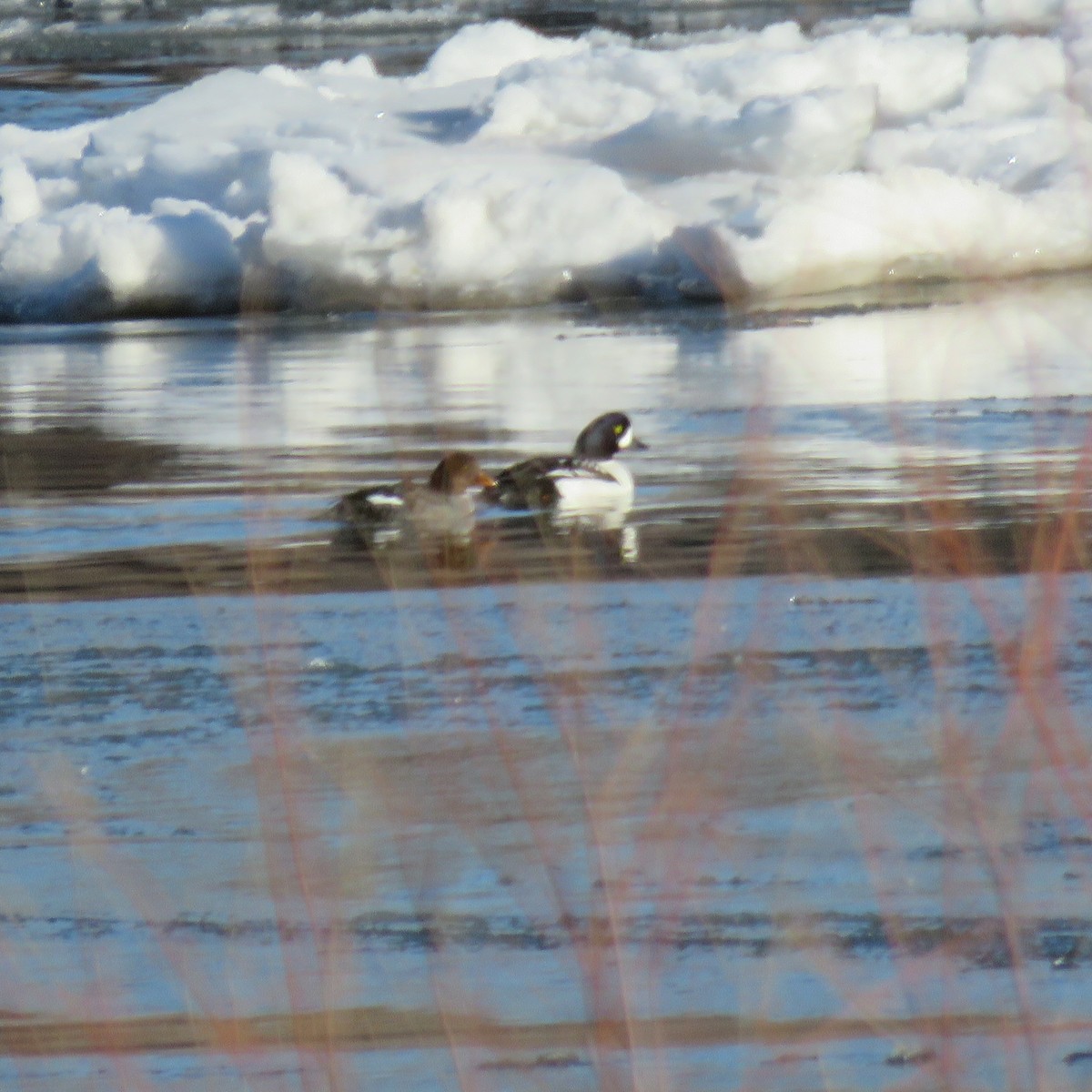 Barrow's Goldeneye - ML422746701