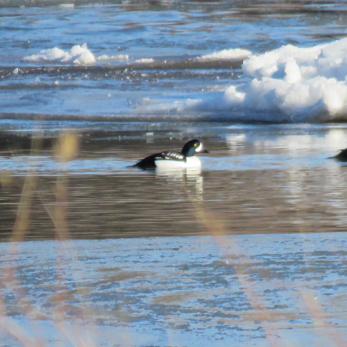 Barrow's Goldeneye - ML422746711