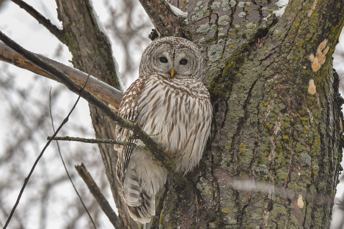 Barred Owl - ML422747311