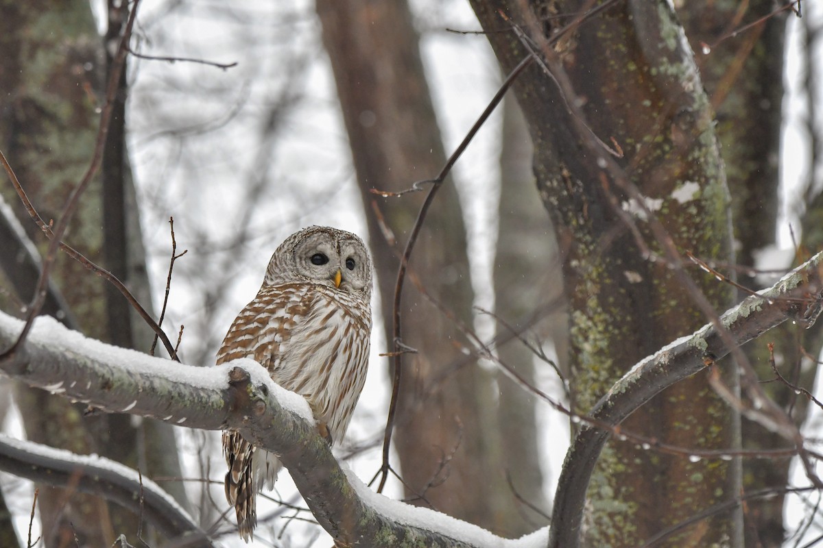 Barred Owl - yves dupont