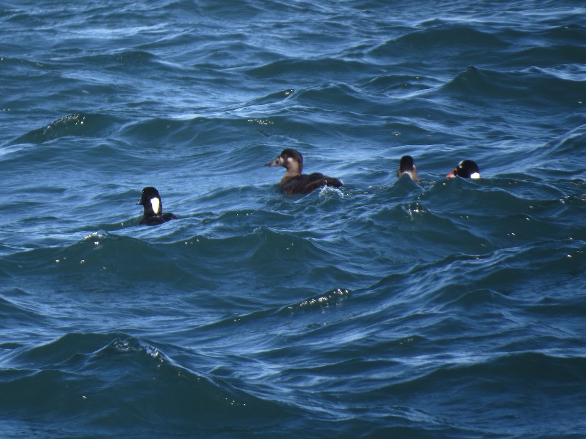 Surf Scoter - ML422747831