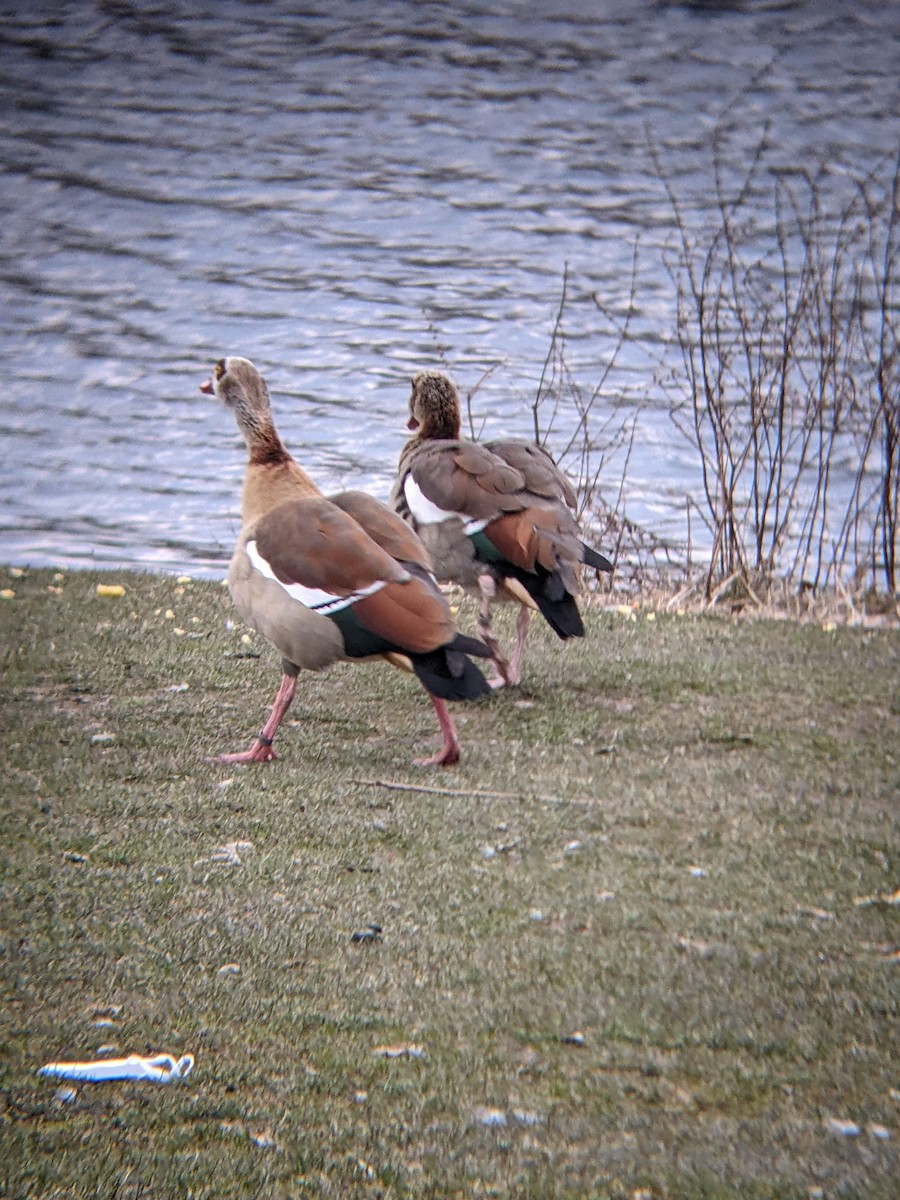 Egyptian Goose - Bemma Watson Hernandez