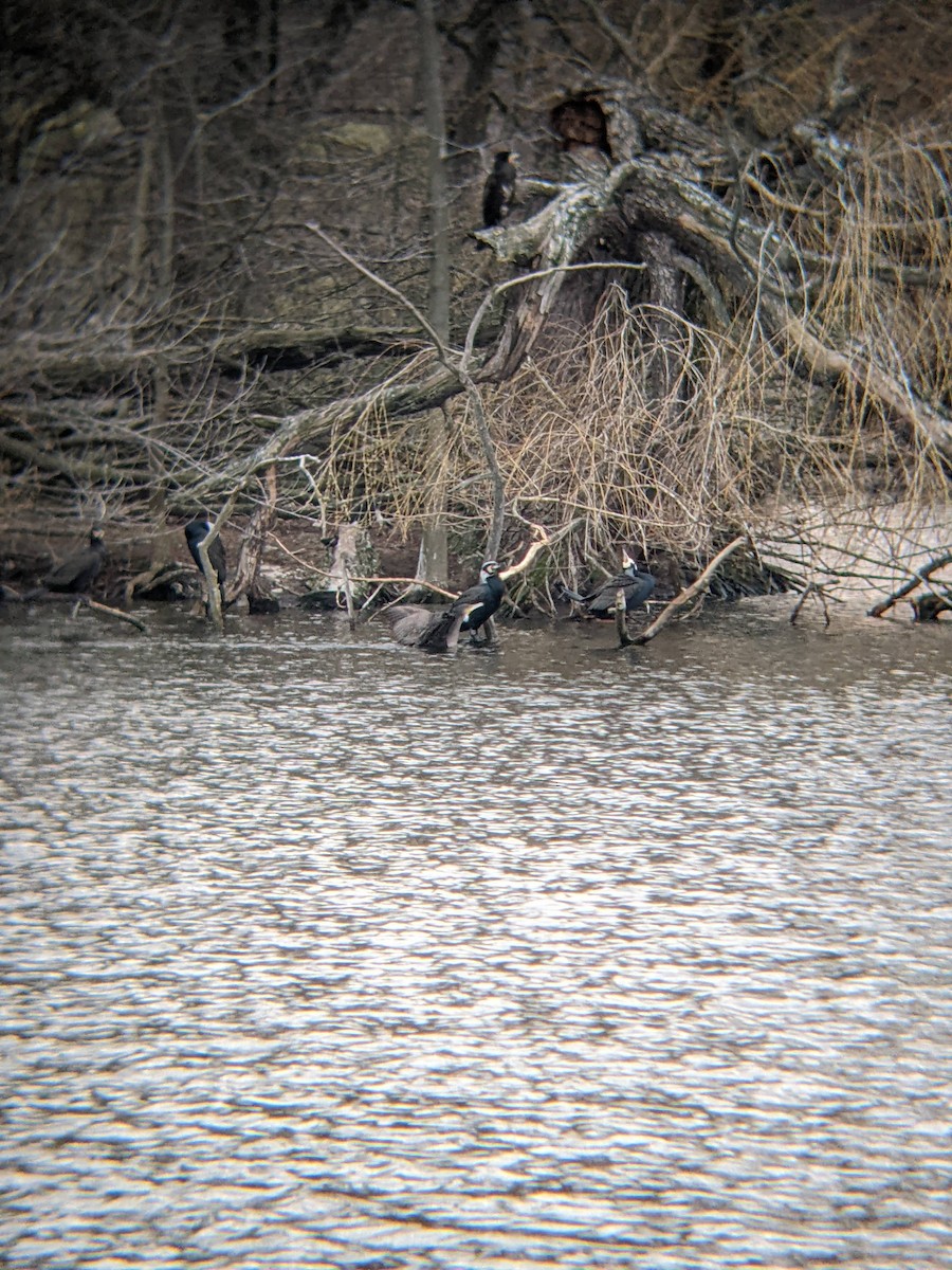 Great Cormorant - Bemma Watson Hernandez