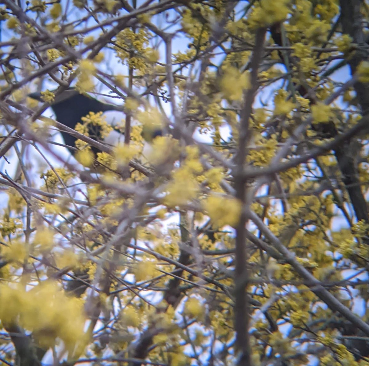 Eurasian Magpie - ML422748861