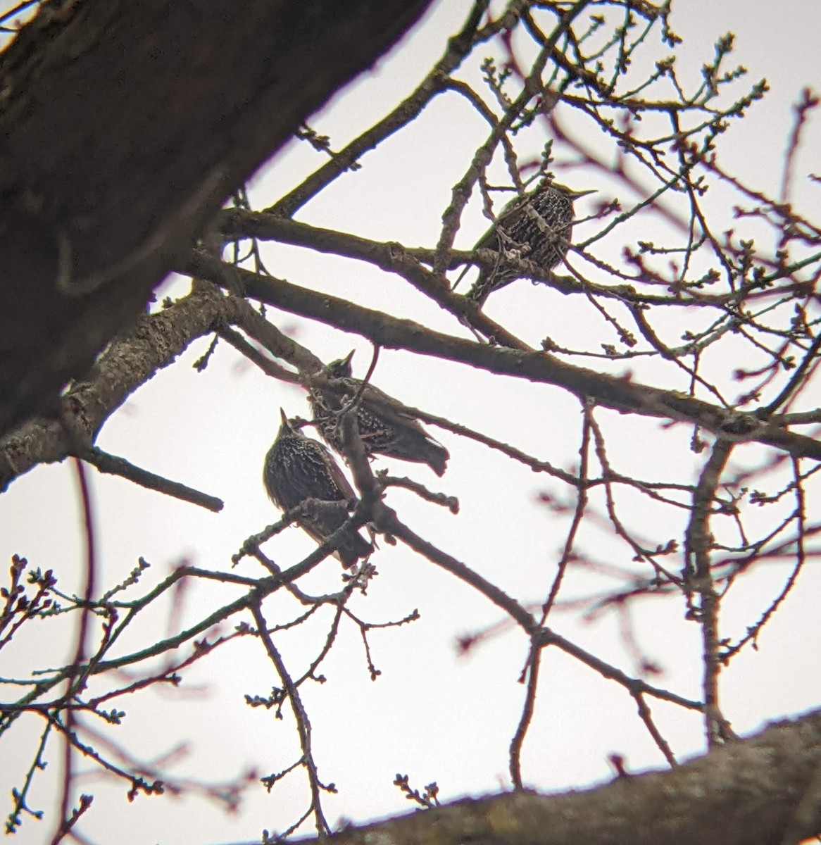 European Starling - Bemma Watson Hernandez