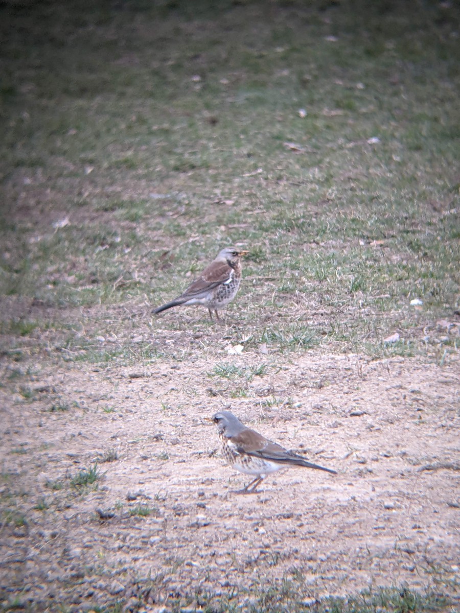 Fieldfare - Bemma Watson Hernandez