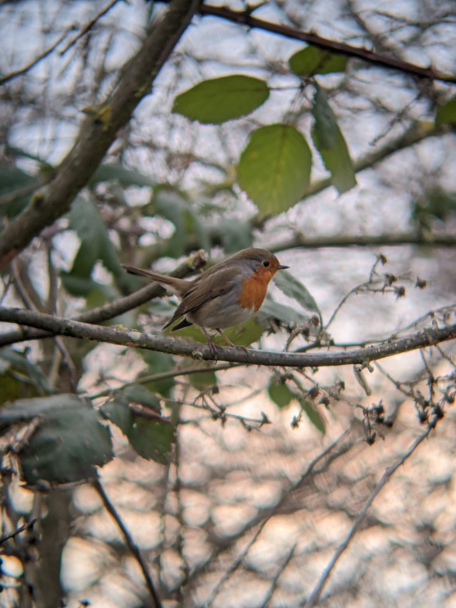 European Robin - ML422749161