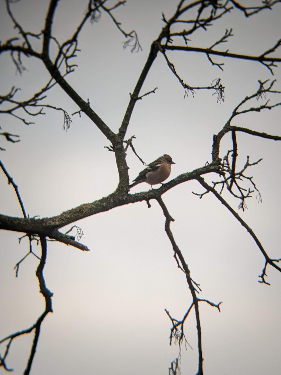 Common Chaffinch - Bemma Watson Hernandez