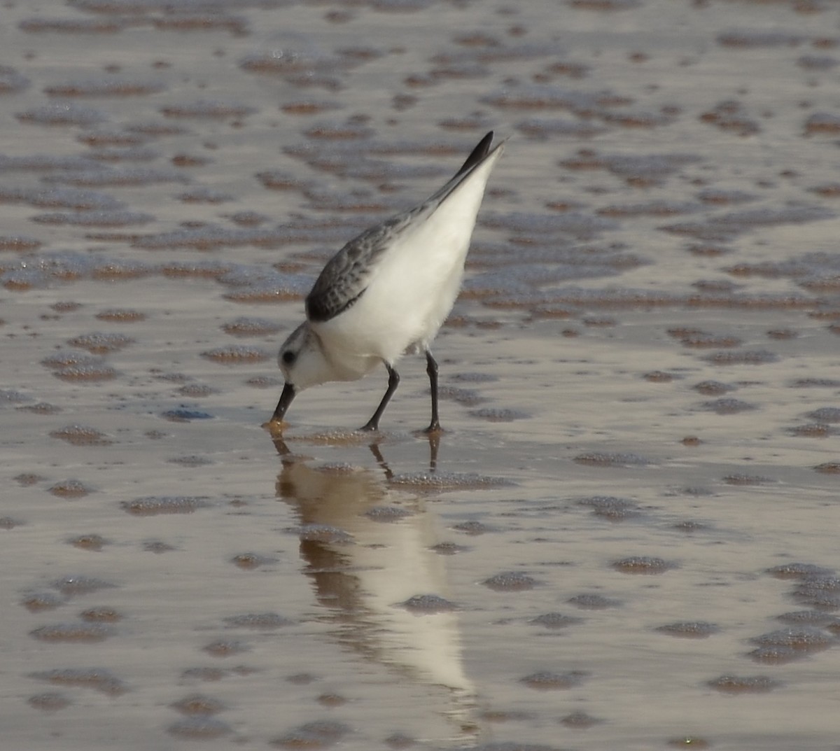 Bécasseau sanderling - ML42275311