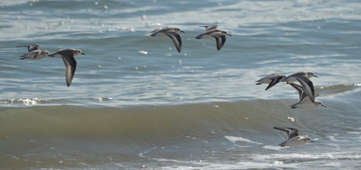 Bécasseau sanderling - ML42275341